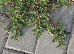 Oxybasis glauca