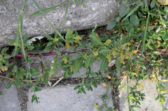 Oxybasis glauca