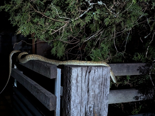 Coastal Carpet Python sighting