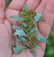 Oxybasis glauca