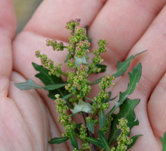 Oxybasis glauca