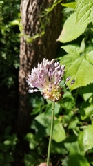 Allium ampeloprasum