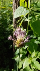 Allium ampeloprasum