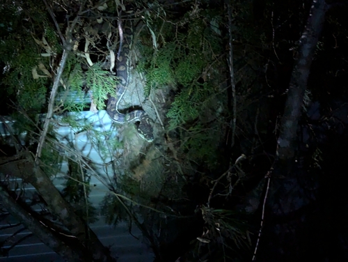 Coastal Carpet Python sighting