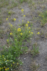 Sisymbrium loeselii