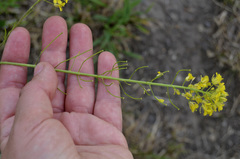Sisymbrium loeselii