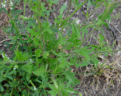 Sisymbrium loeselii