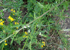 Sisymbrium loeselii