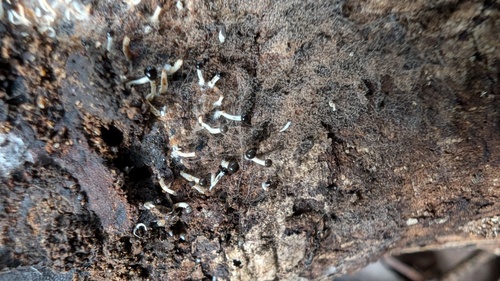 Pleurotus cystidiosus