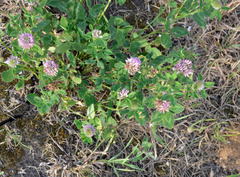Trifolium pratense