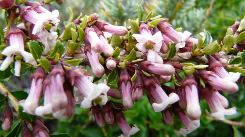 Image of Escallonia alpina by (c) Bob, some rights reserved (CC BY)