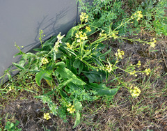 Bunias orientalis