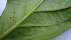 Tournefortia subsessilis