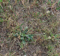 Plantago lanceolata