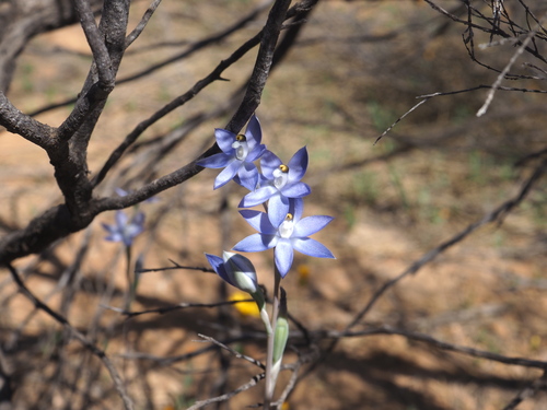 Image of Thelymitra petrophila by (c) Hugo Innes, some rights reserved (CC BY)