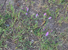 Vicia cracca