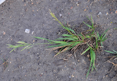 Bromus inermis