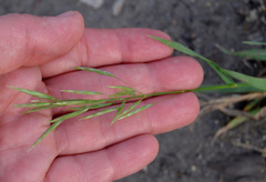 Bromus inermis