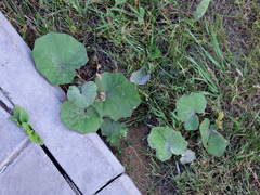 Tussilago farfara
