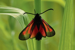 Zygaena osterodensis