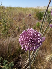 Allium commutatum