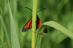 Zygaena osterodensis