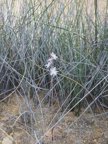 Image of Thelymitra petrophila by (c) Hugo Innes, some rights reserved (CC BY)
