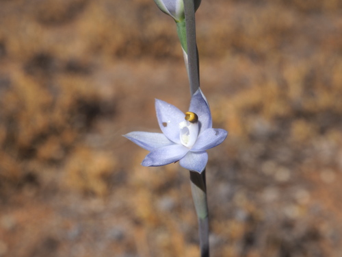 granite sun orchid (Thelymitra petrophila)
