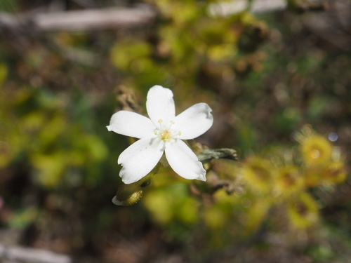 Drosera rupicola