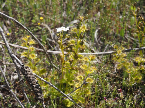 Drosera rupicola