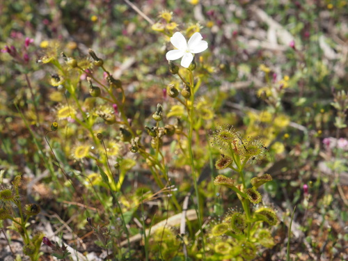 Drosera rupicola
