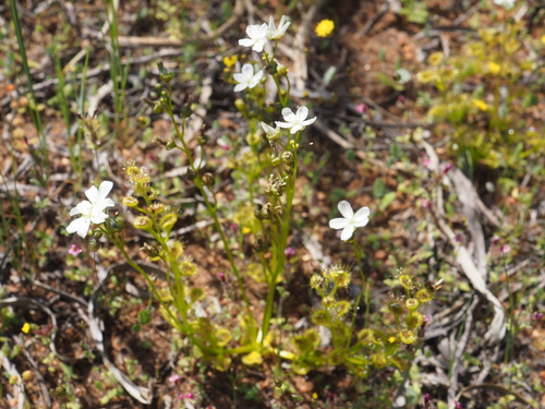 Drosera rupicola