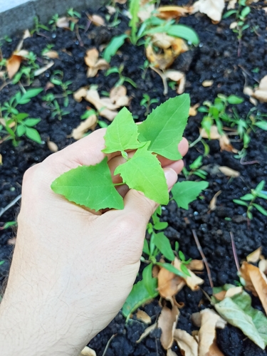 Наблюдение на iNaturalist