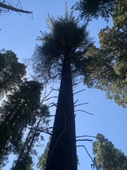 Pinus lambertiana
