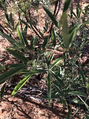 Maerua juncea crustata