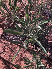 Maerua juncea crustata