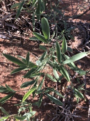 Maerua juncea crustata