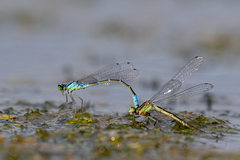Coenagrion lunulatum