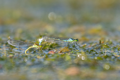 Coenagrion lunulatum