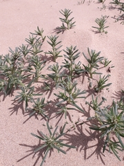 Salsola kali kali