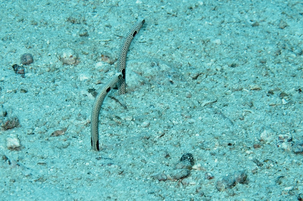 Two spotted garden eels stretching up from sandy seabed