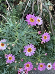 Argyranthemum frutescens