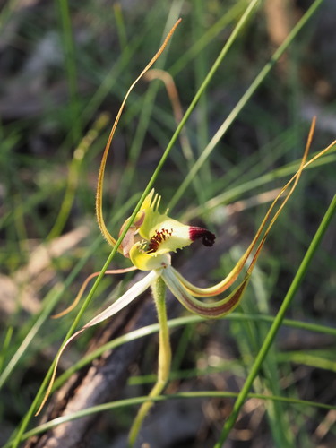 Image of Caladenia falcata by (c) Hugo Innes, some rights reserved (CC BY)
