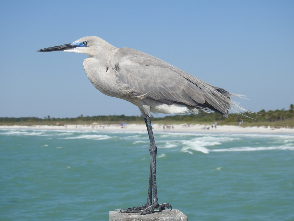Great Egret × Great Blue Heron