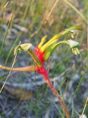 Anigozanthos bicolor, photograph (c) Hugo Innes, some rights reserved (CC BY)