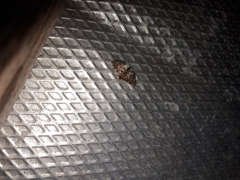Diathrausta