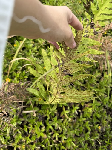 Microsorum commutatum observed 2024-09-28