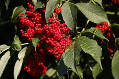 Sambucus kamtschatica