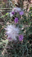 Cirsium vulgare