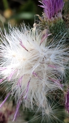 Cirsium vulgare